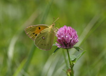 Wiesen-Klee (Trifolium pratense) - © Emanuel Trummer